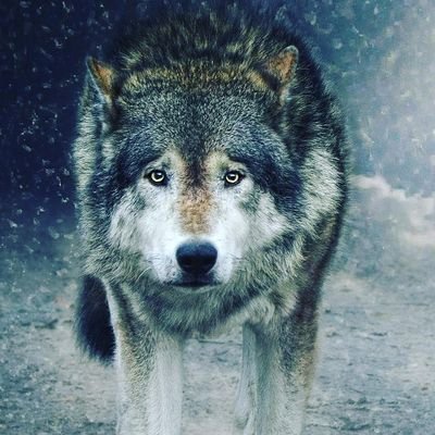 Profile Picture of Paul Chavarria (@PaulChavarria4) on Twitter