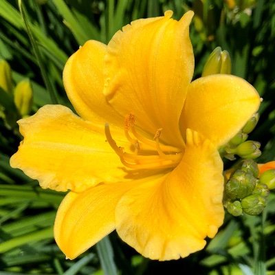 Profile Picture of Geoffrey Lin (@SquishyNature) on Twitter