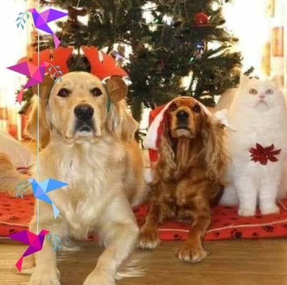 Ramirez Ramirez - Poshmark Profile Picture of Ramirez Ramirez (@rodrigonono89) on Poshmark