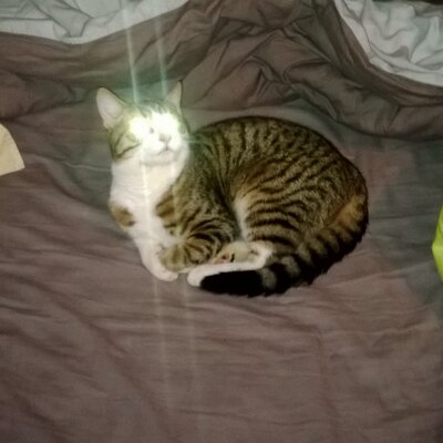 Profile Picture of Benjamin Fournier (@benji74930) on Twitter