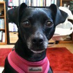 Profile Picture of Joe Brook-Photographer (@photojoebrook) on Instagram