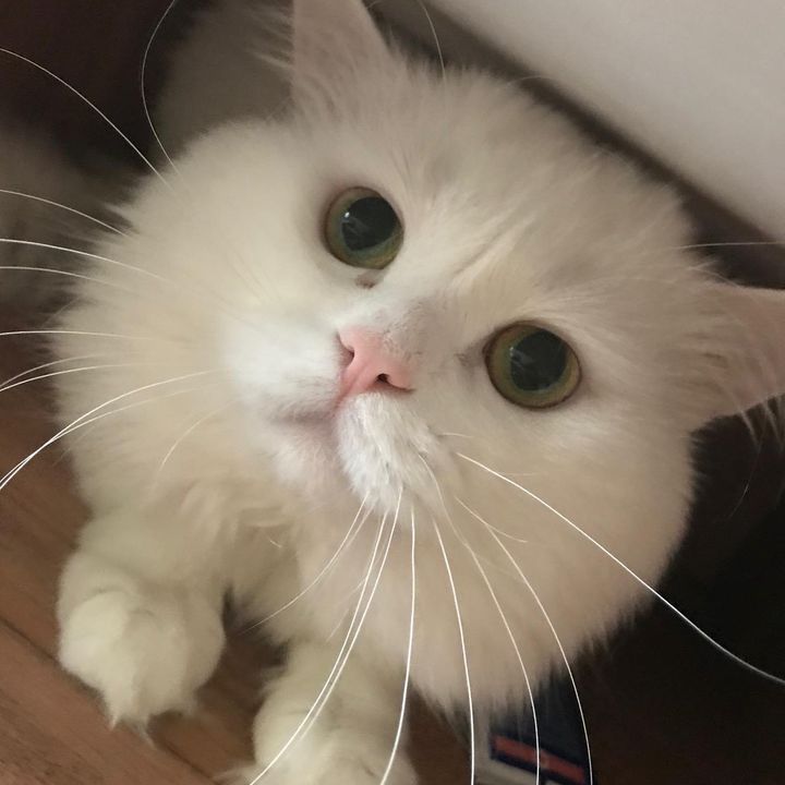 Profile Picture of Morris (@@kisamorris) on Tiktok