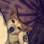 Jump Jump - Instagram Profile Picture of Jump Jump (@jumperthejackrussell) on Instagram