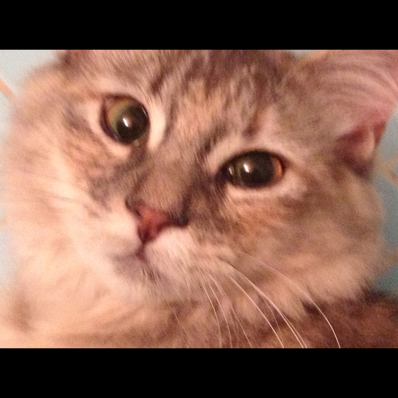 Profile Picture of Lisa Miele (@leecem) on Poshmark