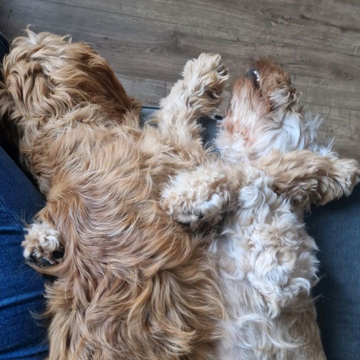 Profile Picture of tiffapplegate (@tiffapplegate) on Tiktok