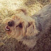 Profile Picture of Lisa Avendano (@lvantine) on Pinterest