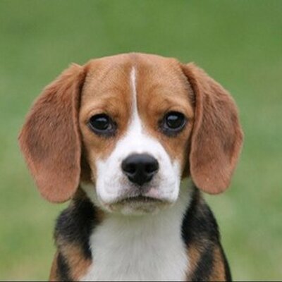 Profile Picture of Jean Machnicki (@JMachnicki) on Twitter