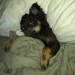 Profile Picture of Stacy Frazier (@dharley27) on Instagram