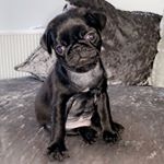 Profile Picture of Stanley David Short🐶💫 (@stanthepug20) on Instagram