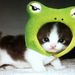Profile Picture of Kylee Holmes (@kyleeholmes) on Pinterest