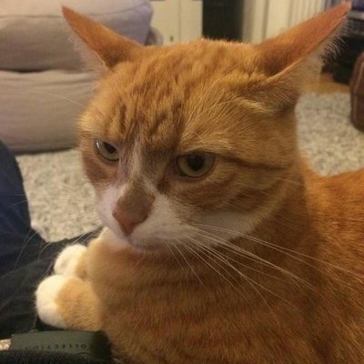 Profile Picture of Aarongoldring (@aarongoldring) on Twitter