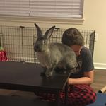 Profile Picture of Mona Lisa (@mona_lisa_the_rabbit) on Instagram