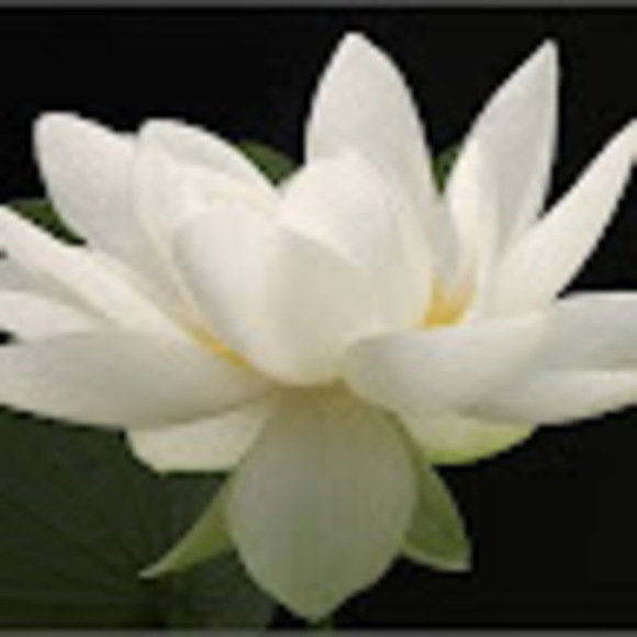 Profile Picture of Gina Areniego (@gina_areniego) on Poshmark