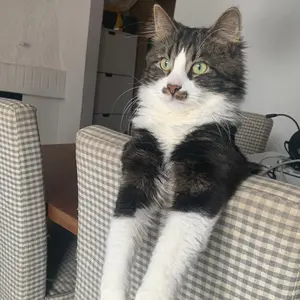 Profile Picture of 𖨆♡︎𖨆 (@nevedaniellel) on Tiktok