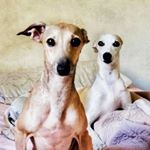 Profile Picture of ⓒⓗⓐⓡⓛⓞⓣⓣⓔ  + ⓞⓛⓐⓥⓞ (@whippet.italiangrey) on Instagram