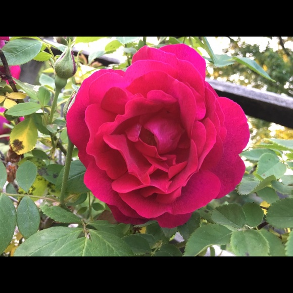 Profile Picture of Cmis Cmis (@cmis) on Poshmark