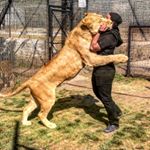 Profile Picture of Adolfo Karam (@bofokaram) on Instagram