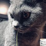 Profile Picture of Greta Gao (@gaogreta) on Instagram