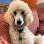 Profile Picture of Iris Shadow Fletcher (@iris_lambo_poodle) on Instagram