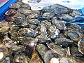 Profile Picture of Kumamoto oysteron Wikipedia