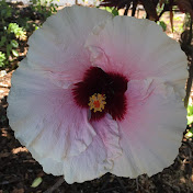 Profile Picture of Beth Cates (@bethcates1680) on Youtube