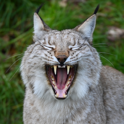 Profile Picture of Marc Baldwin (@WLOL_2003) on Twitter