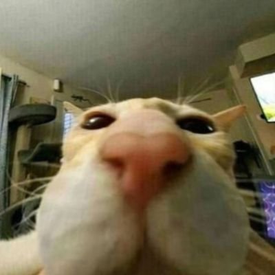 Profile Picture of Karl Li (@karlli5) on Twitter