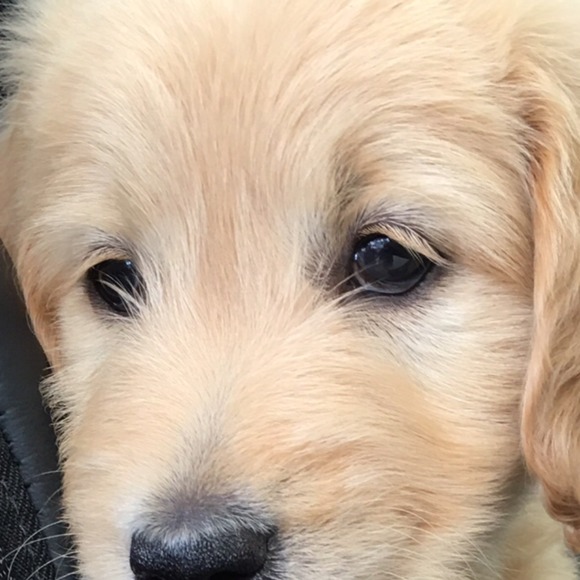 Profile Picture of Ayesha Richards (@ayesha_r) on Poshmark