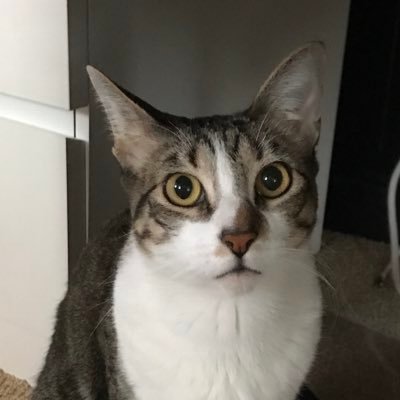Profile Picture of Mochi CoCo Aka Momo (@JonHeeHaw) on Twitter