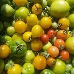 Profile Picture of Matthew McInnis (@happy.monkey.beans) on Instagram