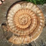 Profile Picture of Brandon Lennon (@lymeregisfossils) on Instagram