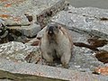 Profile Picture of Alaska marmoton Wikipedia