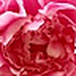 Profile Picture of Jade & Craig Burns (@j & c burns photos) on Flickr