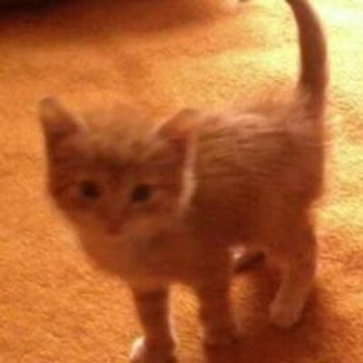 Profile Picture of Julia Maślak (@JBuzka) on Twitter