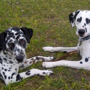 Profile Picture of Chris Menzel (@laxref42) on Twitter