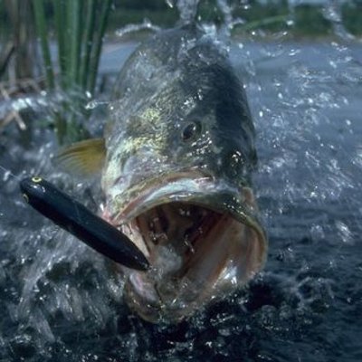 Profile Picture of Javier Marroquin (@marropescador) on Twitter