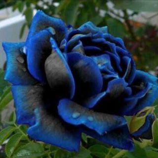 Profile Picture of Lisa Natseck (@lisa.natseck.3) on Facebook