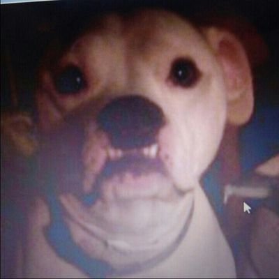 Profile Picture of Jodi Dunham (@DunhamJodi) on Twitter