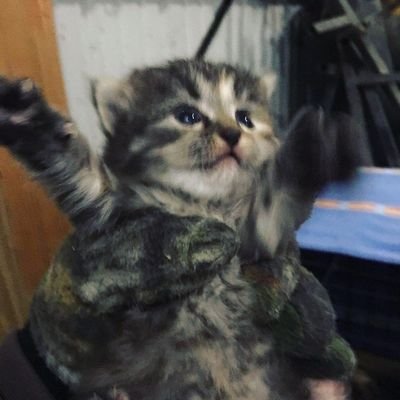 Profile Picture of Steven Hitchens (@Stitchens) on Twitter