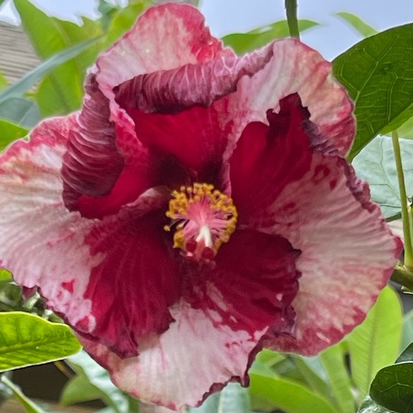 Profile Picture of Sheri Kleeger (@mykuippo) on Poshmark