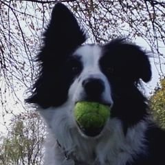 Profile Picture of Border Collie (@Chris59pb) on Twitter