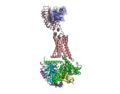 Profile Picture of Luteinizing hormone/choriogonadotropin receptoron Wikipedia