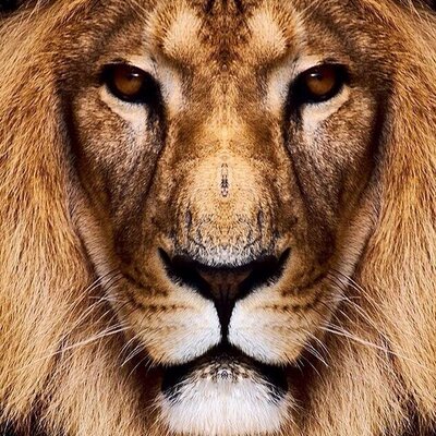 Profile Picture of Derrick (@MrLeo81) on Twitter