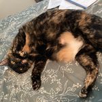 Profile Picture of Brandon Shanker (@brandonshanker) on Instagram