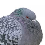 Profile Picture of Piotr Gołąbek (@Piotr-Gołąbek) on Facebook