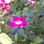 Profile Picture of Astrid C Coc (@Astrid-C-Coc) on Facebook