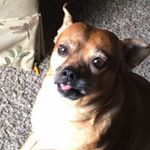 Profile Picture of Sandy McElroy (@bucky_and_his_friends) on Instagram