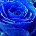 Profile Picture of Bradea Cristean (@bradea.cristean) on Facebook