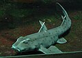 Profile Picture of Horn shark - Wikipediaon Wikipedia