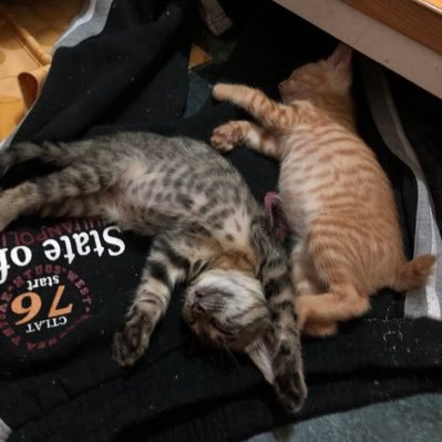 Profile Picture of Mark_Fong (@dwgcnr) on Twitter